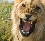 lion_roar